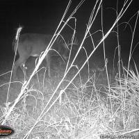 Southern Wisconsin White Tail
