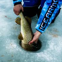 Releasing a Big Pike