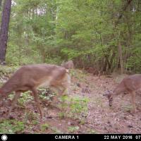 Deer on Game Camera