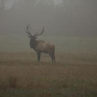 TN Elk1904