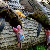 3 Turkeys, 1 Hunt