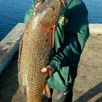 Carp caught at Pinto Lake