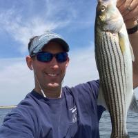 Striper "Schoolie"