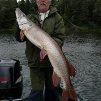 Fifty Incher On a Nite Walker