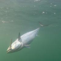 Reeling in the Catch