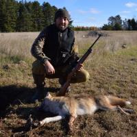 Northern Wisconsin Coyote
