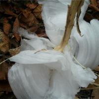 Missouri November Frost Flower