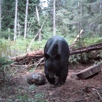 Northern Wisconsin Black Bear