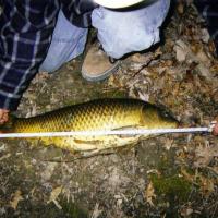 29inch Carp