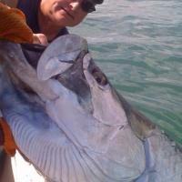 Tarpon image