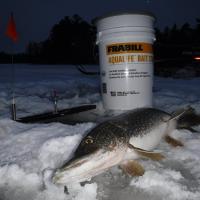 Nice Pike on a Tip Up