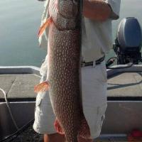 Huge Northern Pike