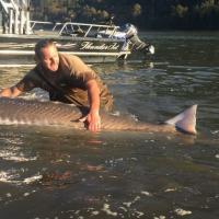 Huge sturgeon