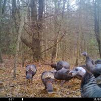 11 13 deer 109