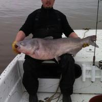 51 lb Catfish