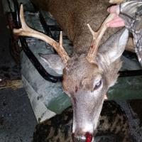 6 point Whitetail