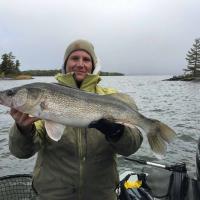 Nice Walleye From Lake Of The Woods