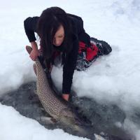 Giant Pike