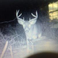 Deer Cam 2014