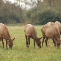 TN Elk 1908