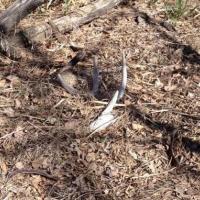 Kansas Whitetail Shed