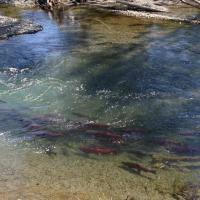 Ship Creek Salmon