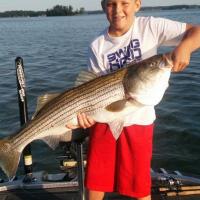 Striped Bass