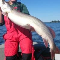 Eagle Lake Muskie Out of Andy Myers Lodge