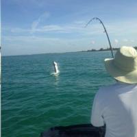 tarpon jump