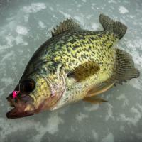 Iced Crappie