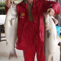 A pair of ACES - Bass