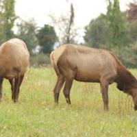 TN Elk 1910