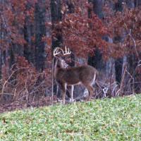 Young Buck We Call Two-Face
