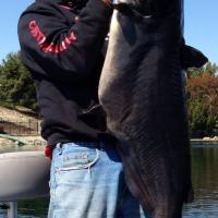 Giant Catfish