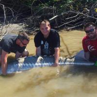 Fraser River Sturgeon
