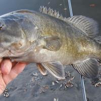 Smallmouth Bass