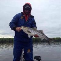 Cory's Striper