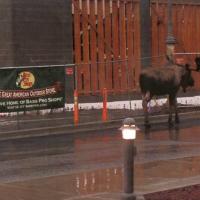 Moose Checking Out New Bass Pro Anchorage Alaska