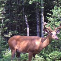 Buck on The Mineral Site