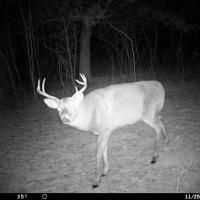 Buck