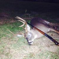 Buck photo 1  2