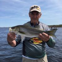 Stripe Bass, Miramichi River