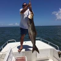 60 lb Cobia