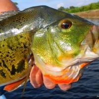 MoserpeacockAW100 Peacock Bass