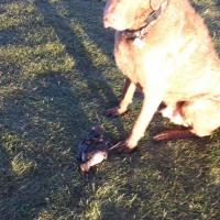 Hunting dog