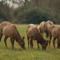 TN Elk 1909