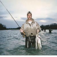 maumee Walleye limits