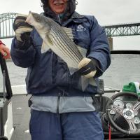 Stripe Bass, New Brunswick