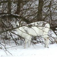 Rare Piebald Indiana Doe