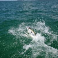 tarpon  dave  miller
